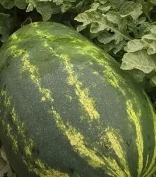 Семена арбуза Турбо 840 F1, п.е. 1000 семян (Nunhems)