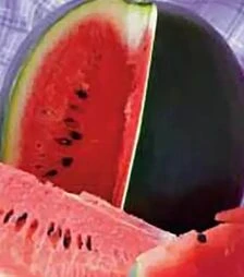 Насіння кавуна Шуга Бебі, 500 г (Коуел)