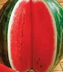 Насіння кавуна Кримсон Світ АУ Продюсер, 5 кг (Коуел)