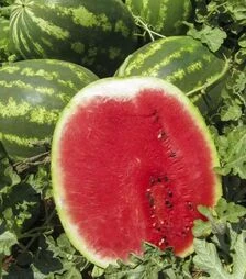 Семена арбуза Топ Мара F1, п.е. 1 тыс. семян (United Genetics)