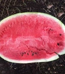 Семена арбуза Бьютифул F1, п.е. 1 тыс. семян (Spark Seeds)