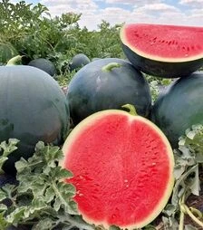 Семена арбуза Багама F1, п.е. 1 тыс. семян (Syngenta)