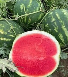 Семена арбуза Роман F1, п.е. 1 тыс. семян (Syngenta)