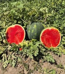 Семена арбуза Синфония F1, п.е. 500 семян (Sakata)