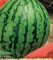 Семена арбуза Кримсон Мир, 100 г (Moravoseed)