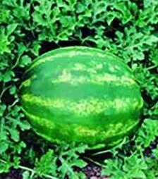 Семена арбуза Крымсон Мир, 500 г (Коуэлл)