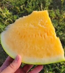 Семена арбуза Оранж Лакшери F1, п.е. 500 семян (Lark Seeds)