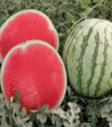 Семена арбуза Бостон F1, п.е. 1 тыс. семян (Nunhems)