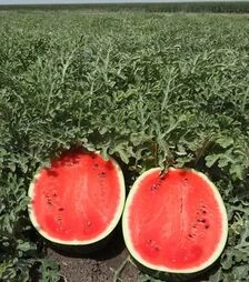 Семена арбуза Мирсин F1, п.е. 1 тыс. семян (Syngenta)