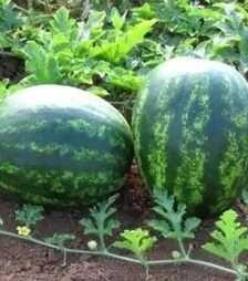 Семена арбуза Тамерлан F1, п.е. 1 тыс. семян (Nunhems)