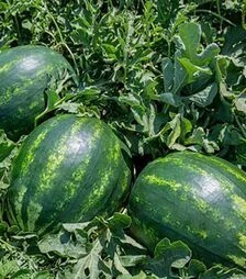 Семена арбуза E26C.00050 F1, п.е. 500 семян (Enza Zaden)