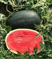 Семена арбуза CRX 10510 F1, п.о. 1 тыс. семян (Cora Seeds)