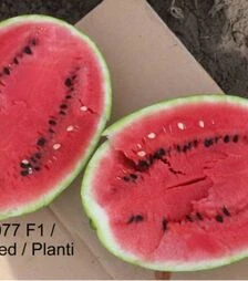 Семена арбуза ЕС 75077 F1, п.о. 100 семян (Ergon Seed)