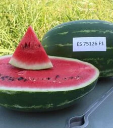 Семена арбуза ЕС 75126 F1, п.о. 500 семян (Ergon Seed)