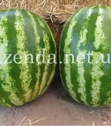 Семена арбуза Авалон F1, п.о. 100 семян (Innova Seeds)