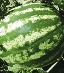 Насіння кавуна Ау Продюсер, 5 кг (Hollar Seeds)