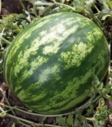 Насіння кавуна Балу (КС 165) F1, п.о. 100 насінин (Kitano Seeds)