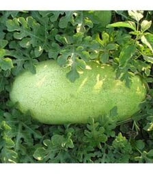 Насіння кавуна Банір (КС 1819) F1, п.о. 1 тис. насінин (Kitano Seeds)