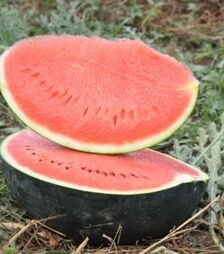 Семена арбуза Баронесса F1, п.о. 100 семян (Rijk Zwaan)