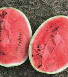 Семена арбуза Бьютифул F1, п.о. 1 тыс. семян (Spark Seeds)