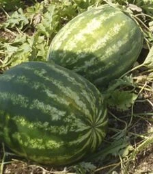 Семена арбуза Васко F1, п.о. 1 тыс. семян (Hazera)