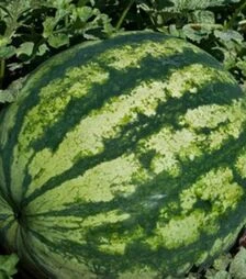 Семена арбуза Галактика, 100 г (BT TOHUM)