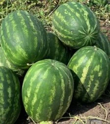 Семена арбуза Грин Джар F1, п.о. 1 тыс. семян (Seminis)