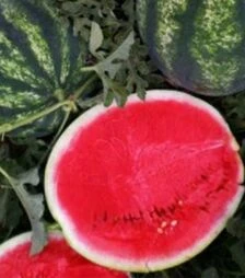 Семена арбуза Династи F1, п.о. 1 тыс. семян (Hollar Seeds)