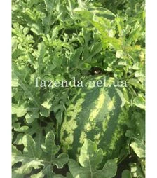 Семена арбуза Дата F1, п.о. 1 тыс. семян (Spark Seeds)