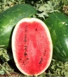 Семена арбуза Эрли Саманта F1, п.о. 1 тыс. семян (United Genetics)