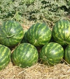 Насіння кавуна Кримсон Делайт F1, п.о. 1 тис. насінин (Hollar Seeds)