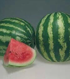 Насіння кавуна Кримсон Світ, 5 кг (Hollar Seeds)