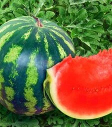 Семена арбуза Крымсон Мир, п.о. 100 семян (Innova Seeds)