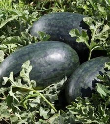 Семена арбуза КС 250 F1, п.о. 100 семян (Kitano Seeds)