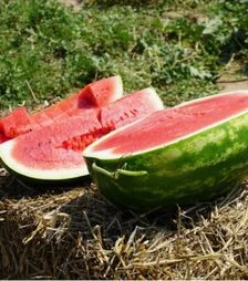 Семена арбуза КС 350 F1, п.о. 100 семян (Kitano Seeds)