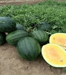 Семена арбуза КС 500 F1, п.о. 100 семян (Kitano Seeds)