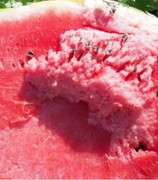 Семена арбуза Ланкастер F1, п.о. 250 семян (Libra Seeds)