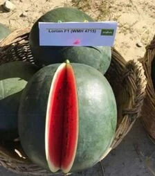 Насіння кавуна Лоріан F1, п.о. 1 тис. насінин (Syngenta)