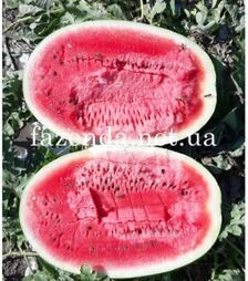 Семена арбуза Марана F1, п.о. 250 семян (Libra Seeds)