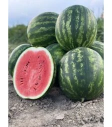 Семена арбуза НУН 21613 F1, п.о. 100 семян (Nunhems)