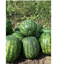 Семена арбуза Ред Хэвен F1, п.о. 1 тыс. семян (Seminis)