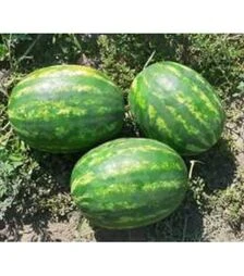 Семена арбуза Селест F1, п.о. 100 семян (Sakata)