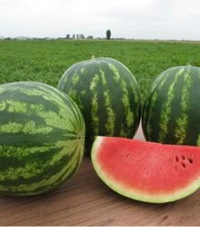 Семена арбуза Талисман F1, п.о. 100 семян (Nunhems)