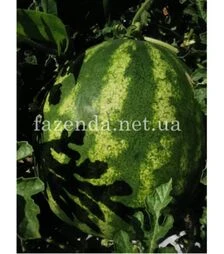 Семена арбуза Тейтум (ИНХ 1805) F1, п.о. 100 семян (Innova Seeds)