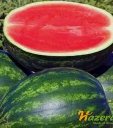 Семена арбуза Фелипе F1, п.о. 500 семян (Hazera)