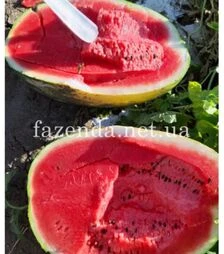 Семена арбуза Фонтана F1, п.о. 1 тыс. семян (Libra Seeds)