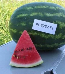 Семена арбуза Шархан (PL 6752) F1, п.о. 100 семян (Bakker Brothers)