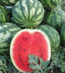 Семена арбуза Шейни (КС 163) F1, п.о. 100 семян (Kitano Seeds)