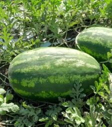 Семена арбуза Иллювиум F1, п.о. 1 тыс. семян (Libra Seeds)