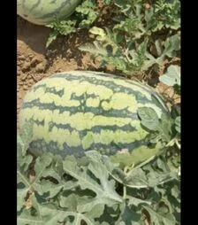 Семена арбуза Драгон F1, п.о. 250 семян (Libra Seeds)